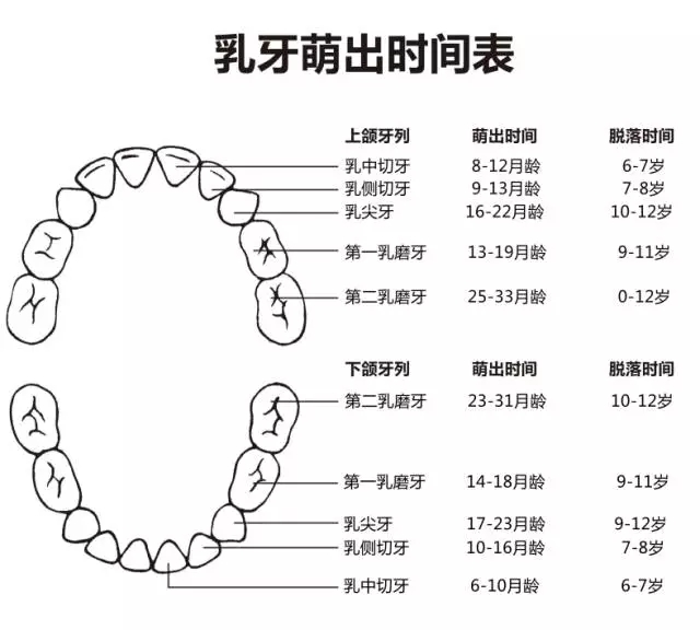 尚佳專業(yè)月嫂丨何時(shí)長牙才算正常？